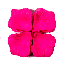 petalos de rosa fucsia